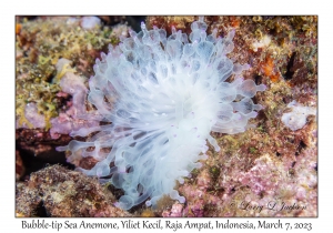 Bubble-tip Sea Anemone