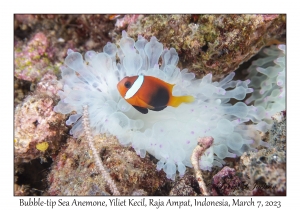 Bubble-tip Sea Anemone