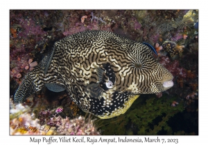 Map Puffer