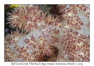 Soft Coral Crab
