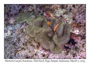 Merten's Carpet Anemone