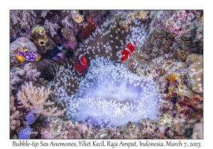 Bubble-tip Sea Anemone