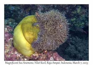 Magnificent Sea Anemone