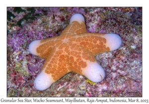 Granular Sea Star