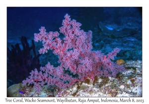 Tree Coral