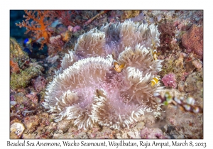 Beaded Sea Anemone