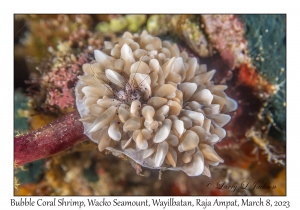 Bubble Coral Shrimp