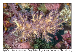 Soft Coral