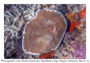 Phonograph Coral