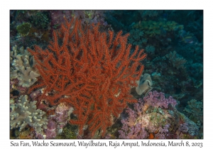 Sea Fan