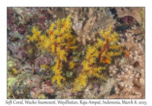Soft Corals
