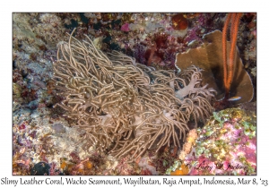 Slimy Leather Coral