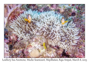 Leathery Sea Anemone