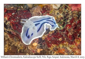 Willan's Chromodoris