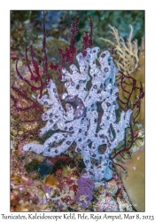 Tunicates