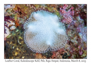 Leather Coral