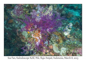 Sea Fan