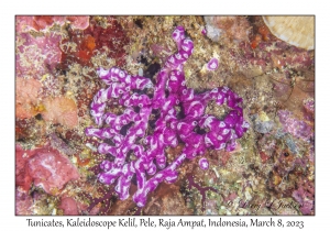 Tunicates