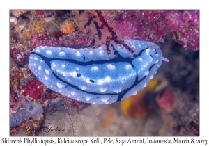 Shireen's Phyllidiopsis