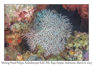 Waving Hand Polyps