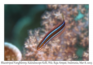Bluestriped Fangblenny