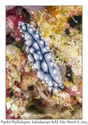 Pipek's Phyllidiopsis