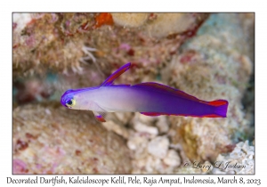 Decorated Dartfish