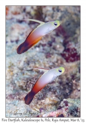 Fire Dartfish