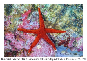 Thousand-pores Sea Star