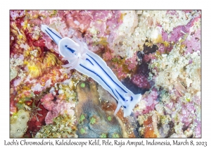 Loch's Chromodoris