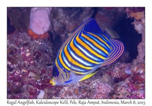 Regal Angelfish