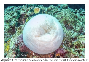 Magnificent Sea Anemone