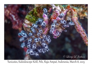 Tunicates
