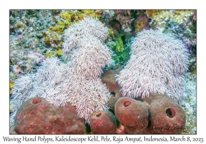 Waving Hand Polyps