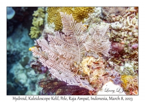 Hydroids