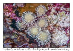 Leather Corals