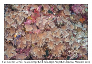 Flat Leather Corals