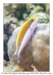Freckled Hawkfish subadult