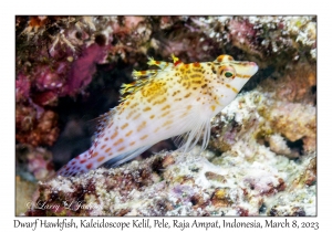 Dwarf Hawkfish