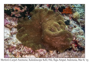 Merten's Carpet Anemone