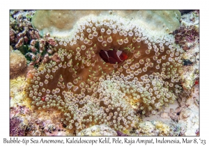 Bubble-tip Sea Anemone