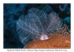 Hydroid