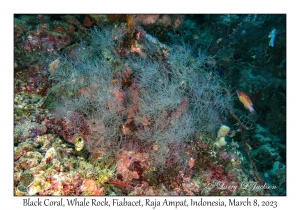 Black Coral