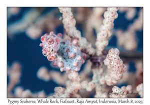 Pygmy Seahorse