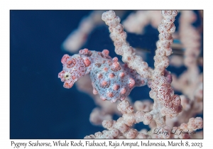 Pygmy Seahorse