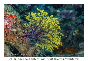 Sea Fan