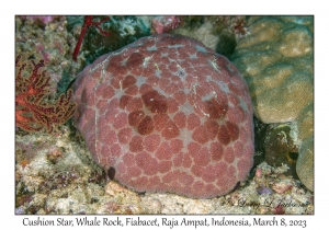 Cushion Star