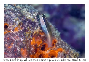 Banda Coralblenny