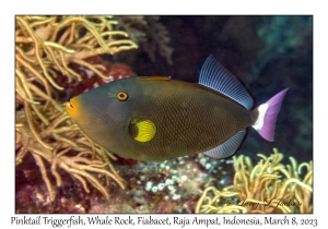 Pinktail Triggerfish