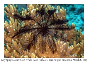 Very Spiny Feather Star